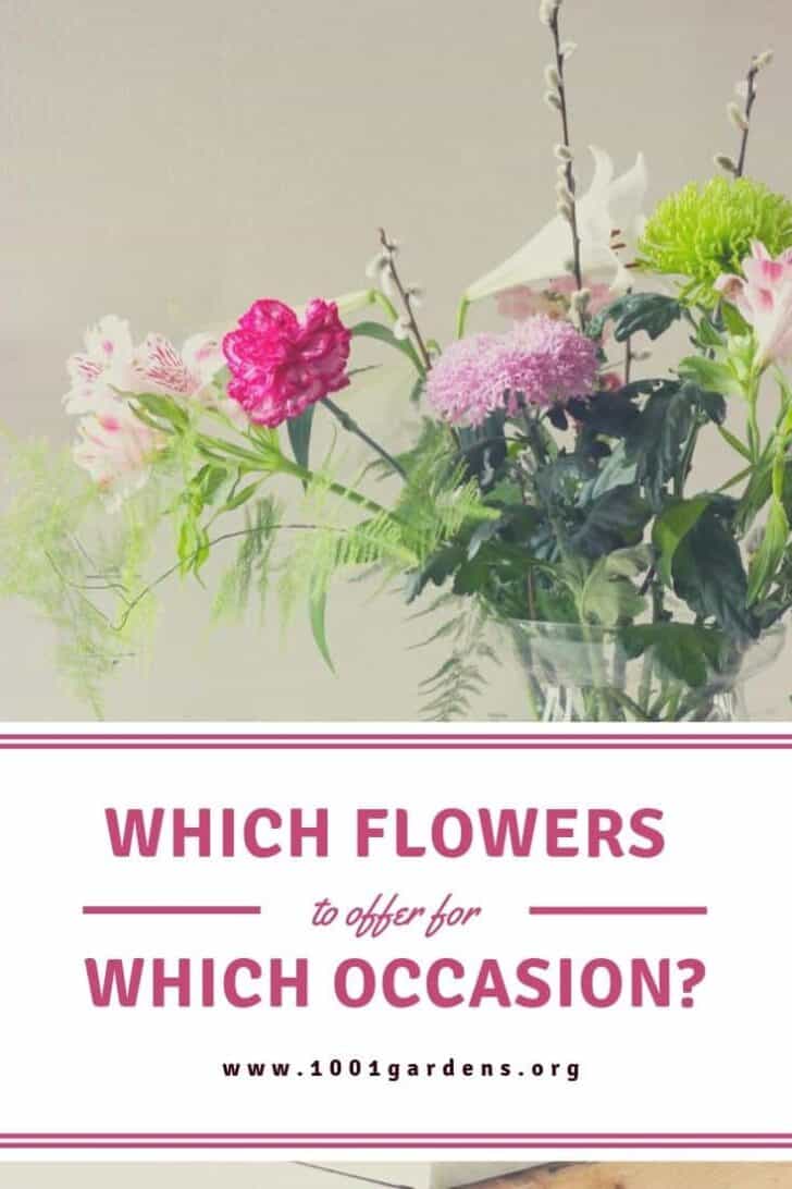 Which flowers to offer for which occasion? 10 - Flowers & Plants